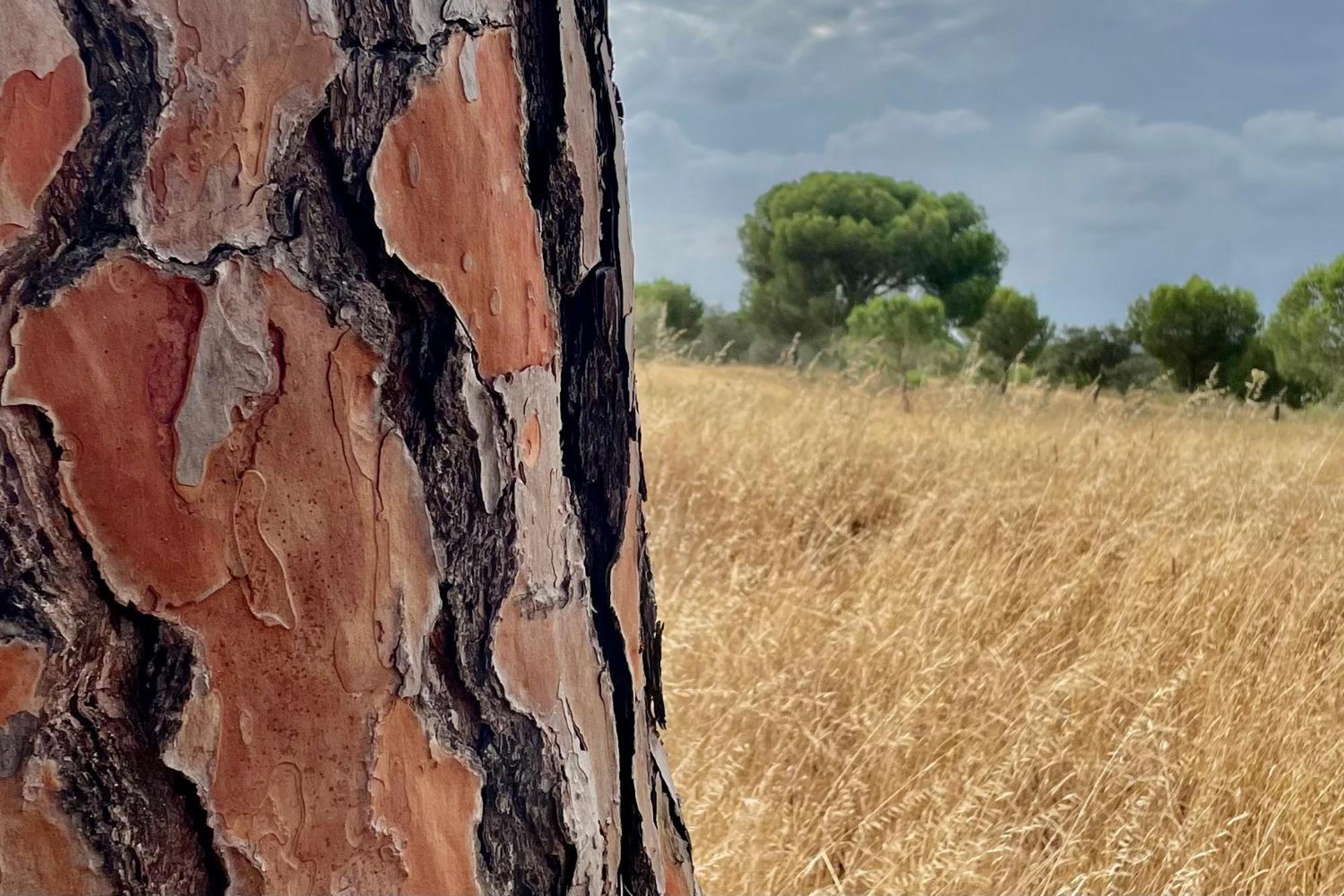 Sesmarias Dos Nobres Villa Azinheira dos Barros Exteriör bild